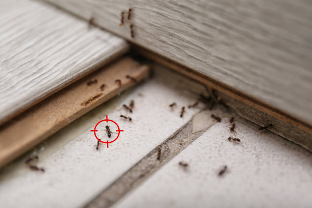 Best Termite Control Services  in Elmwood Park, IL