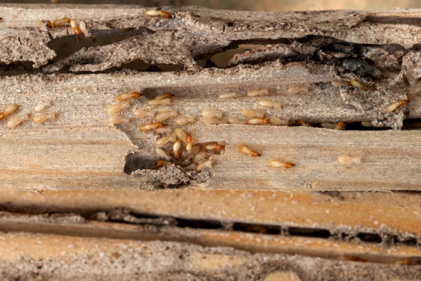 Best Insect Control  in Elmwood Park, IL